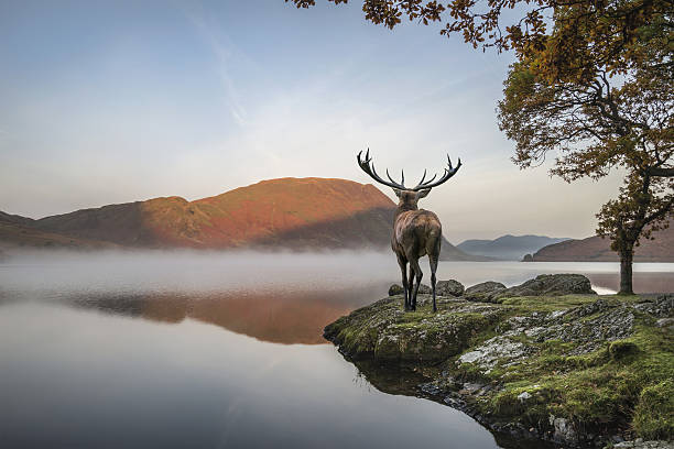 istock Stunning powerful red deer stag looks out across lake 639635656