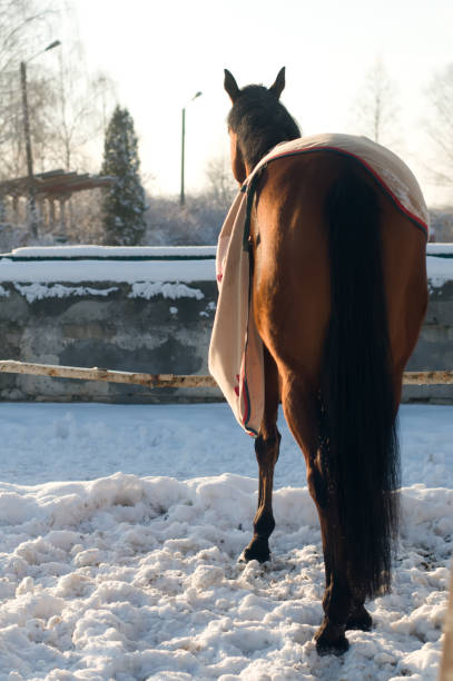 Horse eating hay, snowy landscape in background