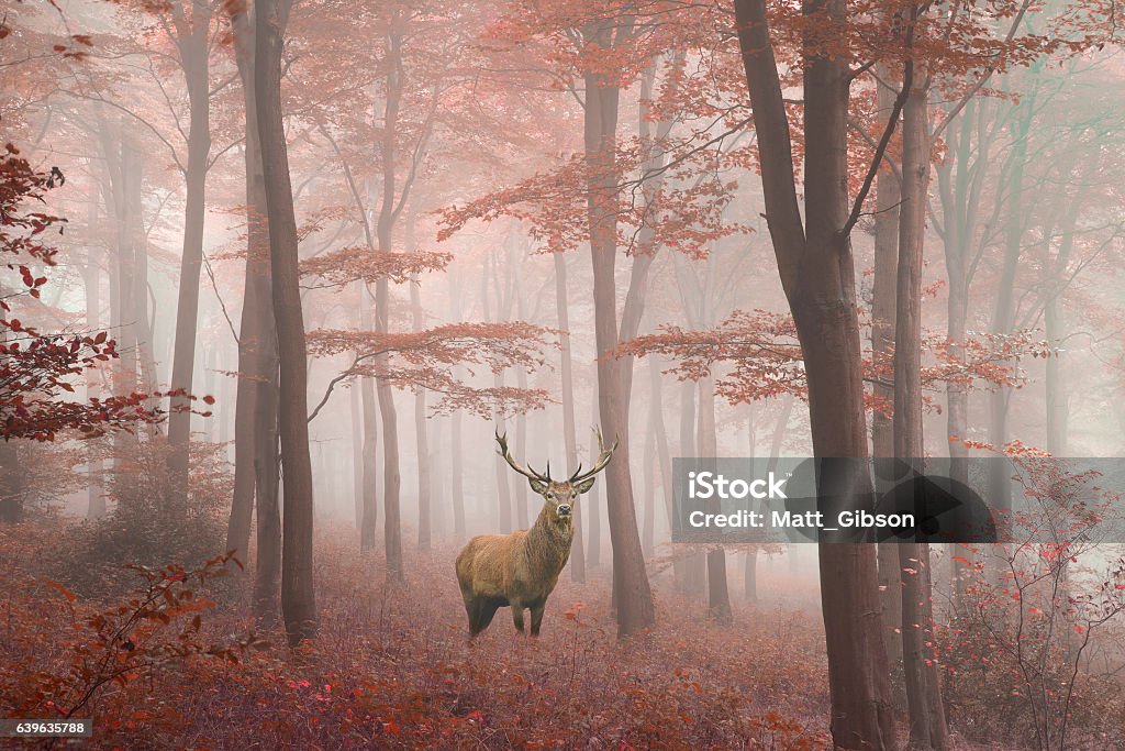 Image of red deer stag in foggy Autumn colorful forest Stunning image of red deer stag in foggy Autumn colorful forest landscape image Deer Stock Photo