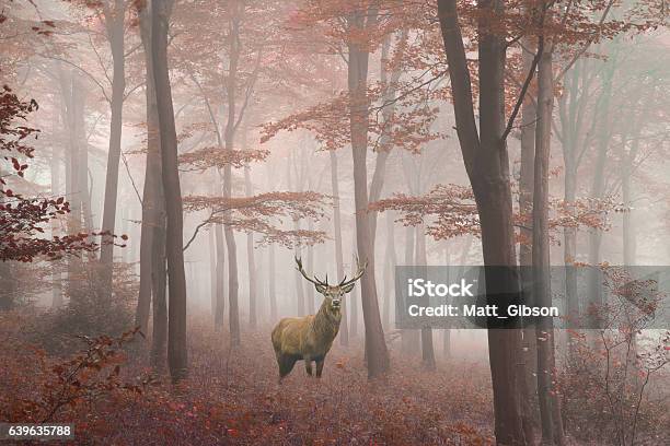 Image Of Red Deer Stag In Foggy Autumn Colorful Forest Stock Photo - Download Image Now