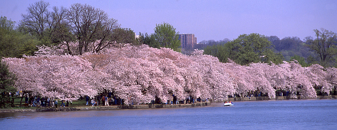 A wonderful cherry blossom in Nagoya city.