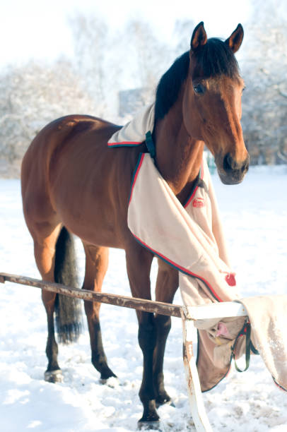 istock Horse bay color portrait 639635988