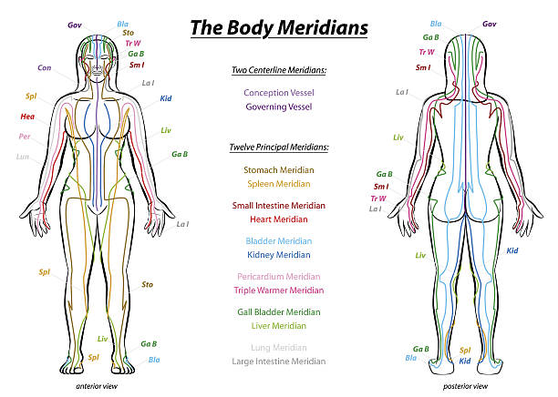 illustrazioni stock, clip art, cartoni animati e icone di tendenza di meridian system description chart corpo femminile - acupuncture shiatsu reflexology meridians