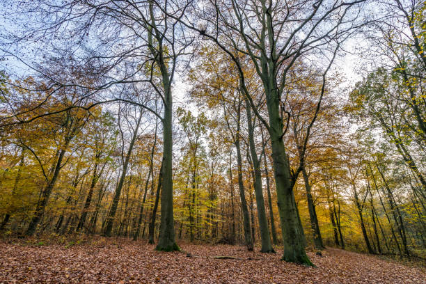 istock sunset in the forest in autumn 639638428