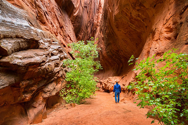 Man Hikes in Slot Canyon Grand Staircase-Escalante National Monument Utah Stock photo of a solo, adult man hiking in a slot canyon in Grand Staircase-Escalante National Monument, near the town of Boulder, Utah, USA. grand staircase escalante national monument stock pictures, royalty-free photos & images