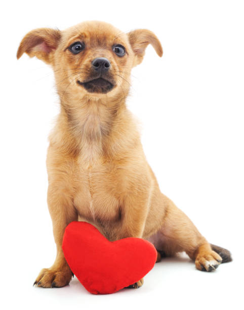 istock Puppy with heart. 639639914