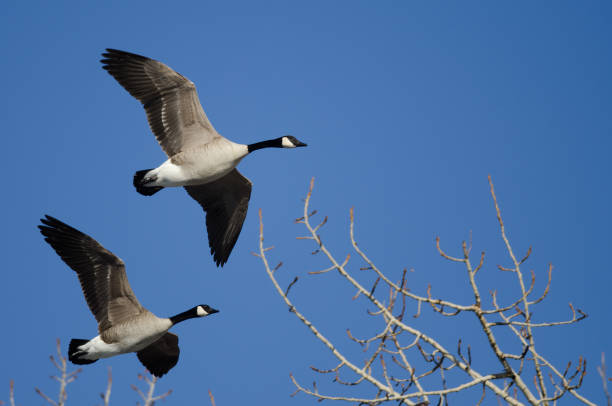 istock Canada Geese Flying Low Over the Winter Trees 639641452