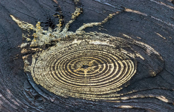 close up ofl textura de madera con nudo - brown curve knotted wood striped fotografías e imágenes de stock