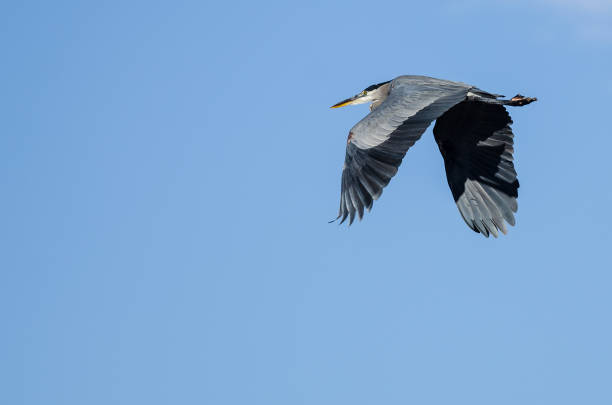 istock Great Blue Heron Flying in a Blue Sky 639641608