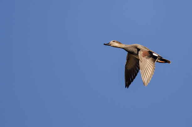 istock Gadwall Flying in a Blue Sky 639641616