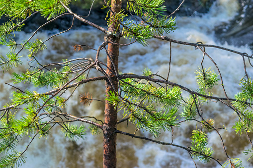 pine on the background of a waterfall on a sunny day