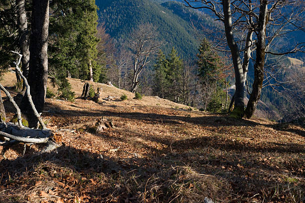 mountain panorama w bawarii alpy widok z risserkogl - tegernsee lake tegernsee lake mountain zdjęcia i obrazy z banku zdjęć