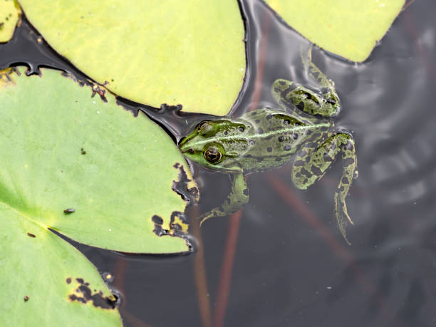 istock Frog swims in the pond 639643664