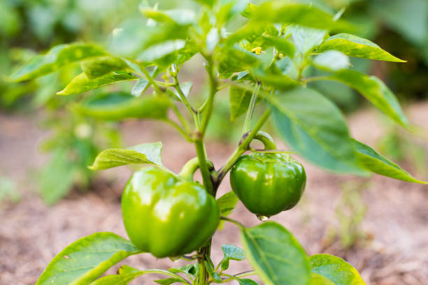 istock Growing the bell peppers (capsicum) 639644356