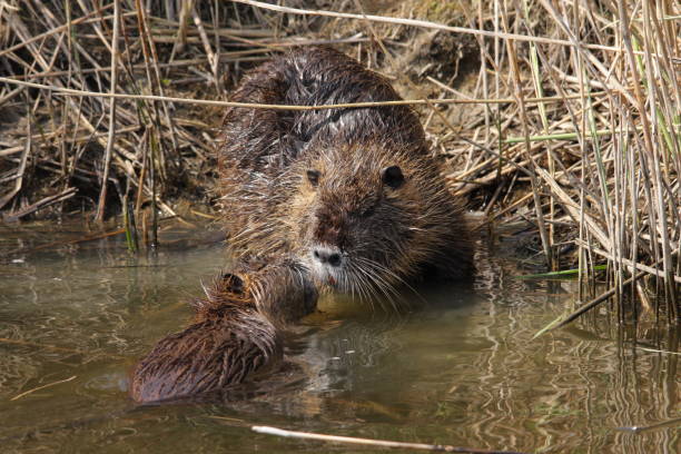 istock Mother and baby coypu 639644562