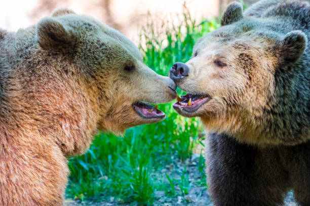istock Brown Bear Kiss 639644664
