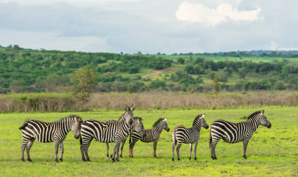 istock Zebras standing in a row, Rwanda, Africa 639646004