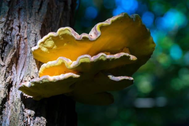 istock Yellow fungus on a tree 639646264