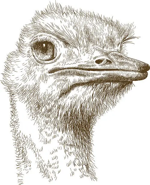 Vector illustration of engraving illustration of ostrich head