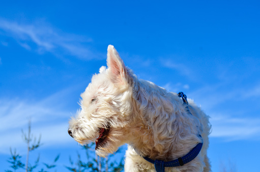 Westie dog with a clear sky as background. Looking left.