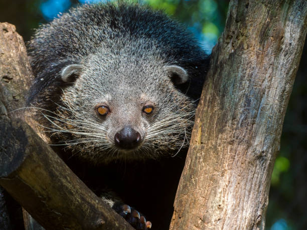 istock Bearcat of Binturong 639646820