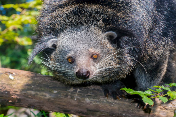 istock Bearcat of Binturong 639647084