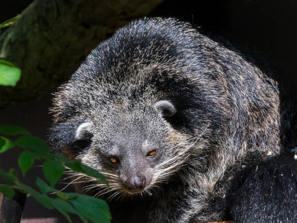 istock Bearcat of Binturong 639647328