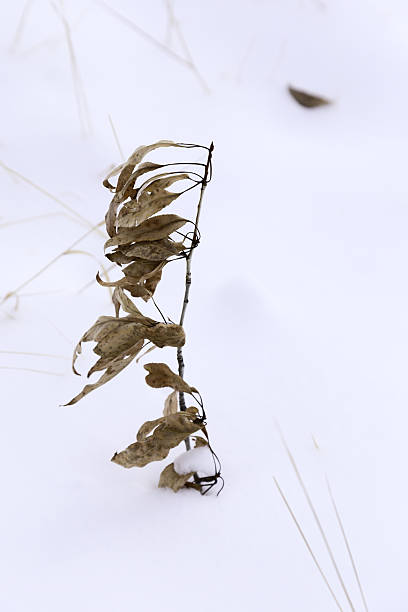 istock Wabi Sabi Snow Leaves 639647510