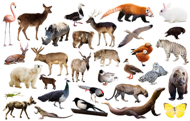 istock asia animals isolated 639648848