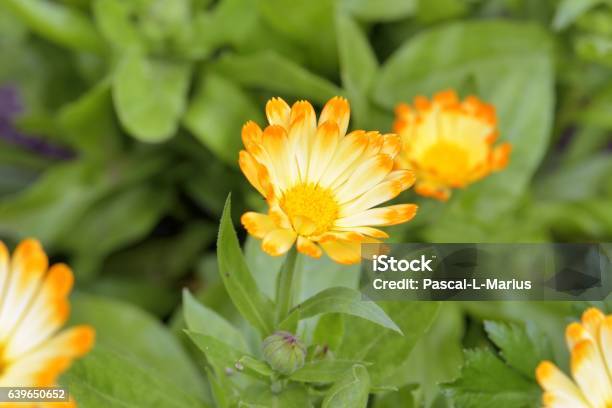 Marigold Officinal 2 Colors Stock Photo - Download Image Now