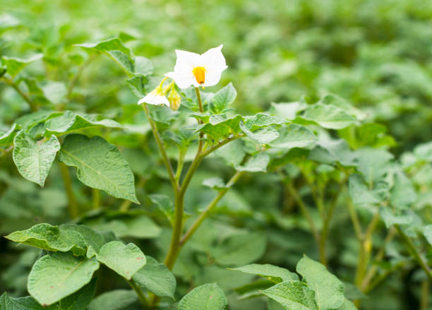istock Blooming potato plants 639650658