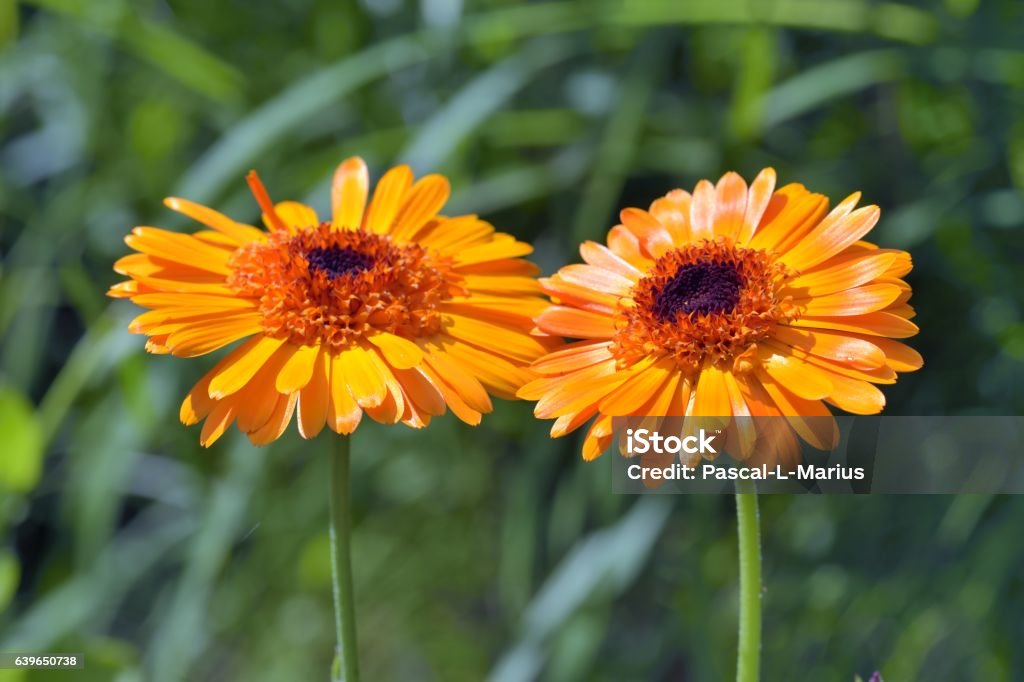 Marigold (Calendula officinalis) Marigold is a short-lived perennial herbaceous plant. It is sometimes called garden marigold. It has anti-înflammatory, anti-edematous, antioxidant therapeutic properties, etc. Marigold Stock Photo