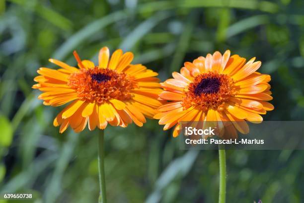 Marigold Stock Photo - Download Image Now - Marigold, Annual - Plant Attribute, Annual Event