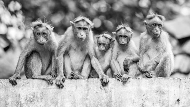 Black and white image of five Bonnet Macaque monkey's, sitting on a wall