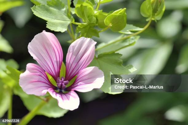 Lavatera Stock Photo - Download Image Now - Annual - Plant Attribute, Annual Event, Backgrounds