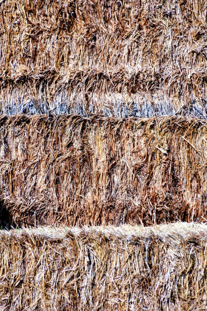istock Background The natural texture of dry straw 639652024