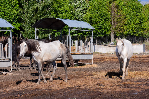 istock Horse on a farm 639652056