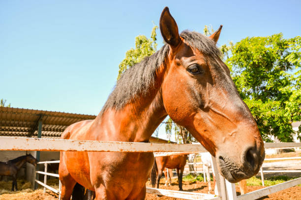 istock Horse on a farm 639652072