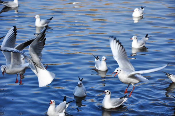 istock The pigeon is on the lake 639652256