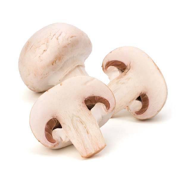 istock Mushroom mushroom 639652456