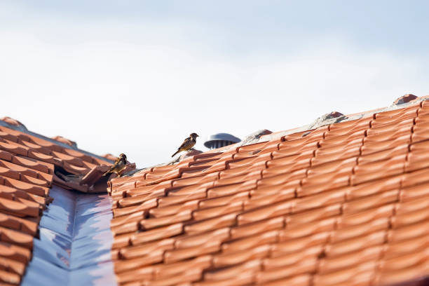 istock Sparrow on a building roof 639652544