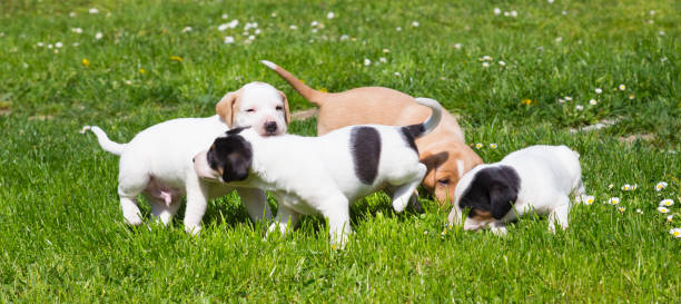 istock Mixed-breed cute little puppies on grass. 639653506