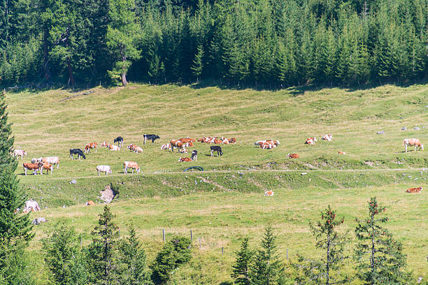 alpine vacas-kühe vor den dolomiten - alm bavaria mountain summer fotografías e imágenes de stock