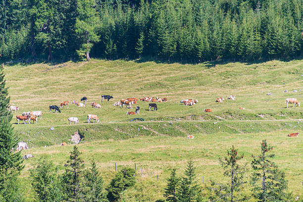 고산대 소-kühe vor den dolomiten - alm bavaria mountain summer 뉴스 사진 이미지