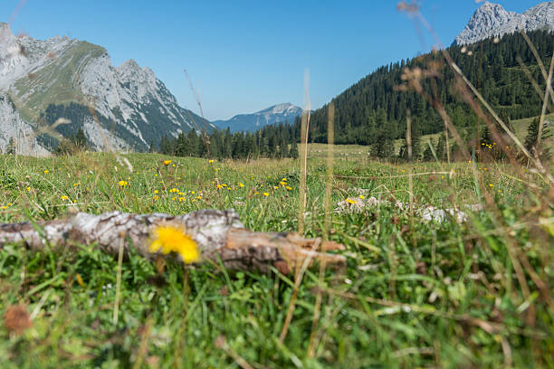 alpine vacas-kühe vor den dolomiten - alm bavaria mountain summer fotografías e imágenes de stock