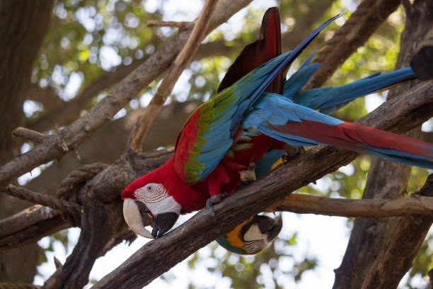 Macaw Bird stock photo