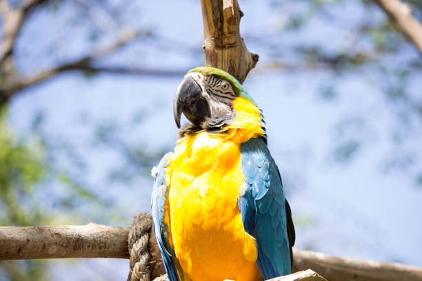 Macaw Bird stock photo