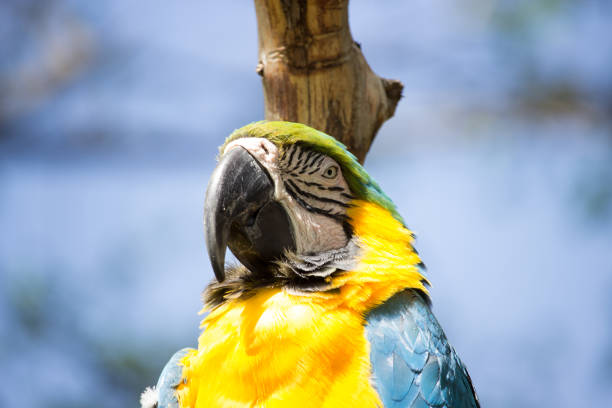 Macaw Bird stock photo