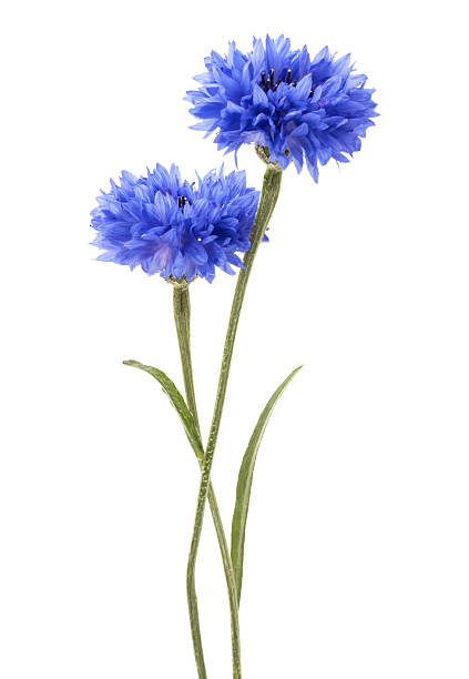 niebieski chaber zioło lub przycisk kawalera kwiat głowy izolowane - chaber zdjęcia i obrazy z banku zdjęć