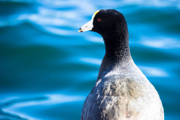 American Coot stock photo